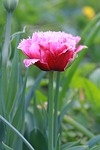 tulip, spring, dutch
