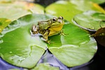 bull frog, green, pond