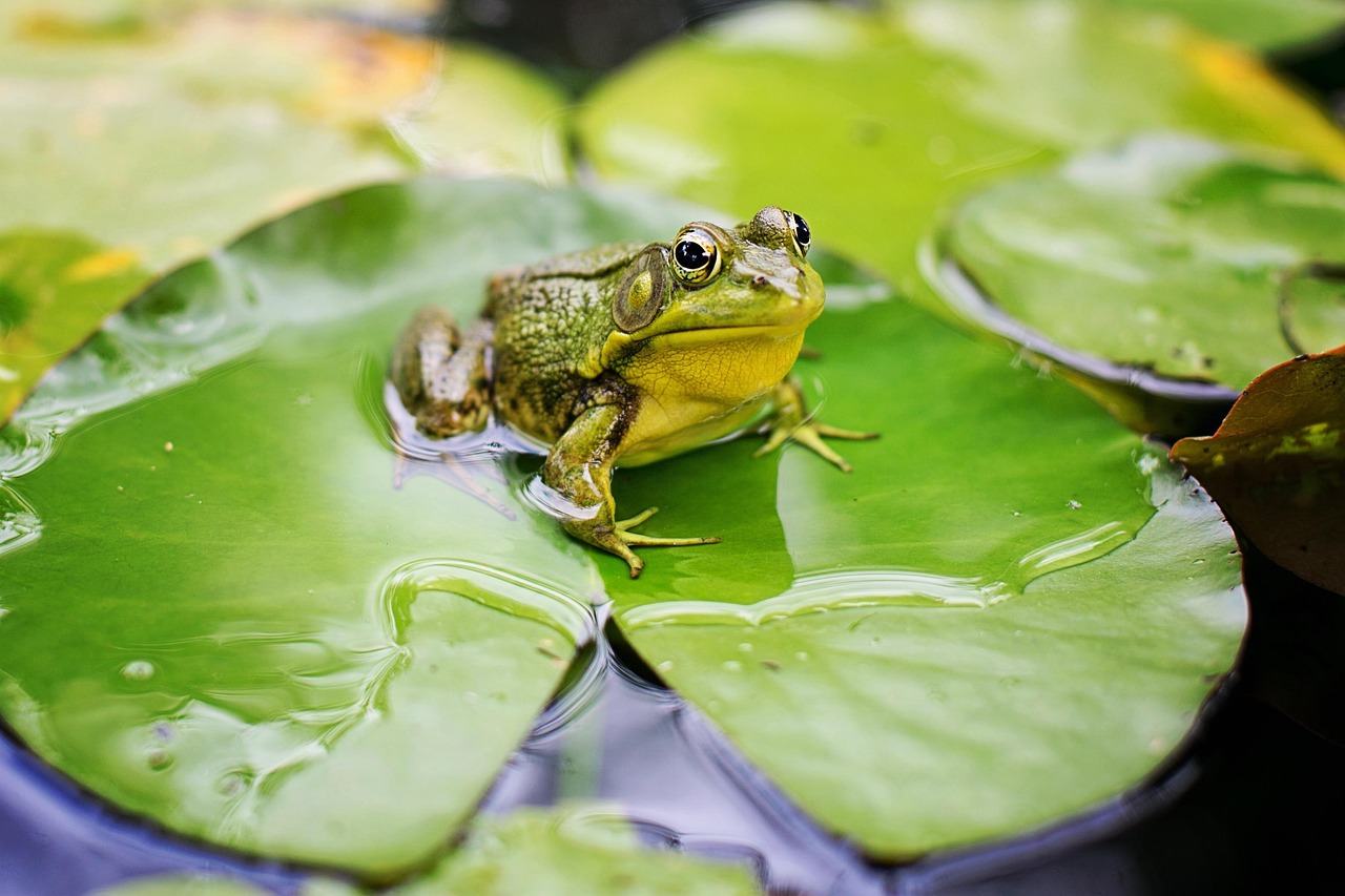 40 000 Free Frog Life Cycle Frog Images Pixabay
