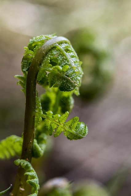 Fern, Příroda, Finsko, Kapradina, Léto