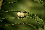 snails, reptiles, mollusk