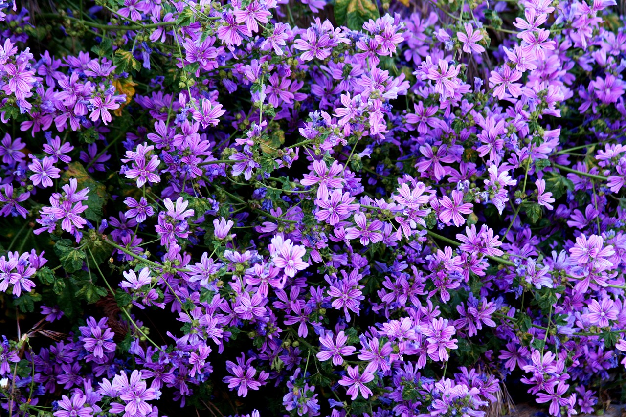 Wild Violet