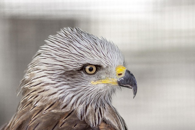 Free Bird Nature photo and picture