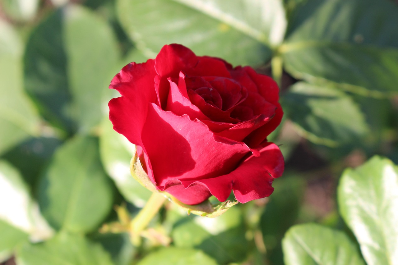 Pétales De Roses Rouges Rose Rouge Pétales Rouges - Photo gratuite sur Pixabay - Pixabay