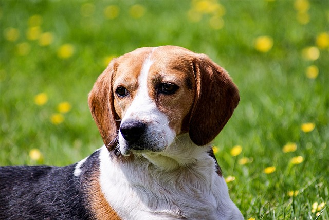 Free Dog Beagle photo and picture