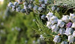 vegetation, berries, garden