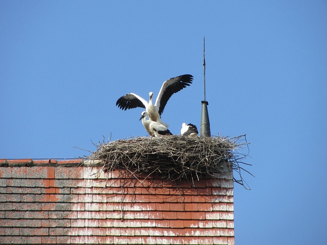 Free Stork Stork Nest photo and picture