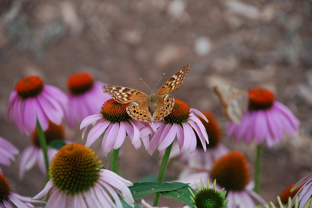 Free Butterfly Flower Wallpaper photo and picture