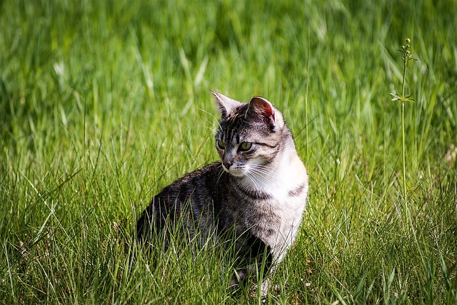 Free Cat Nature photo and picture