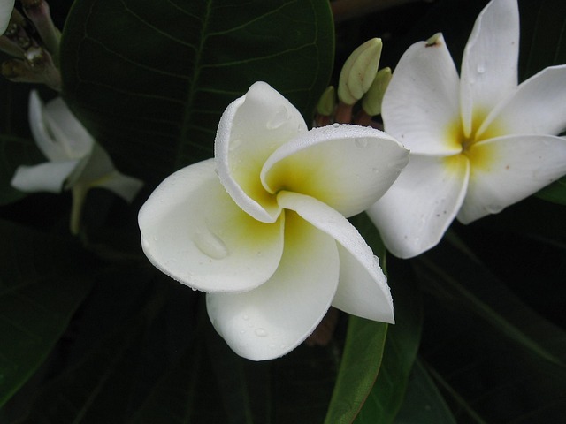 Free White Flower White photo and picture