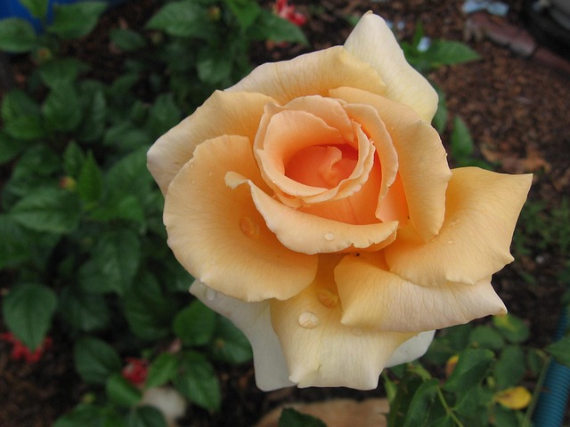 Free Rose Orange Rose photo and picture