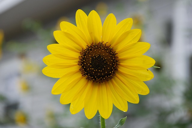 Free Sunflower Yellow Flower photo and picture