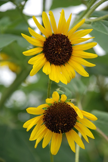 Free Sunflower Yellow Flower photo and picture