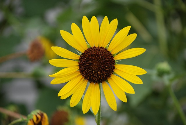 Free Sunflower Yellow Flower photo and picture