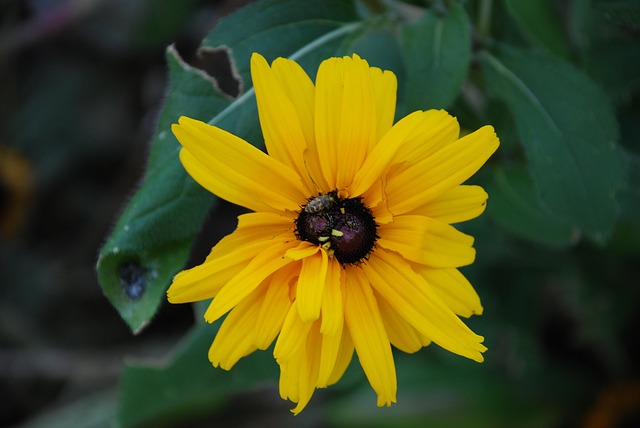 Free Sunflower Yellow Flower photo and picture
