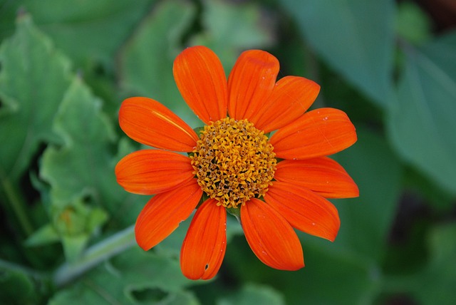 Free Orange Flower Flower photo and picture