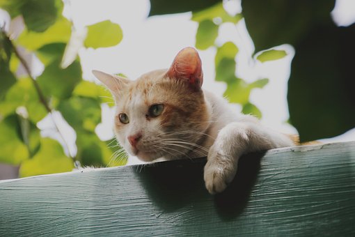 Katze, Dach, Niedlich, Kätzchen
