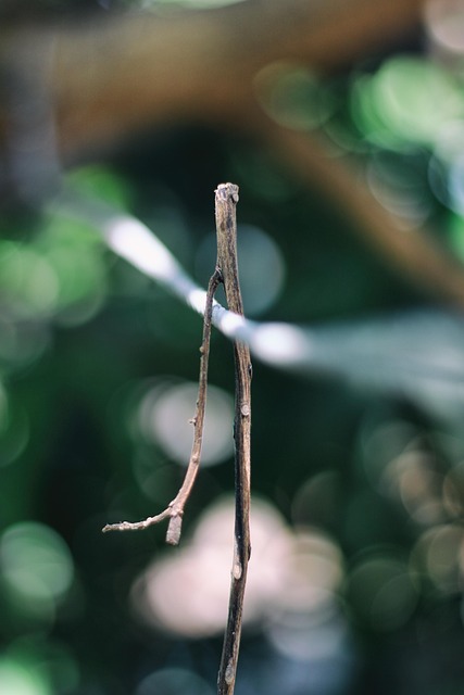 Stengel, Zweig, Blatt, Natur