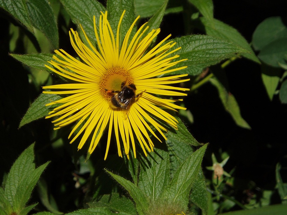 Inula Racemosa Jaune Jardin - Photo gratuite sur Pixabay - Pixabay