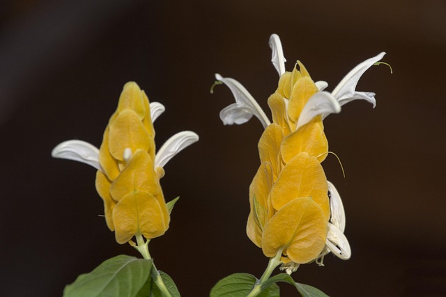 Blomst, Gul, Plante, Natur