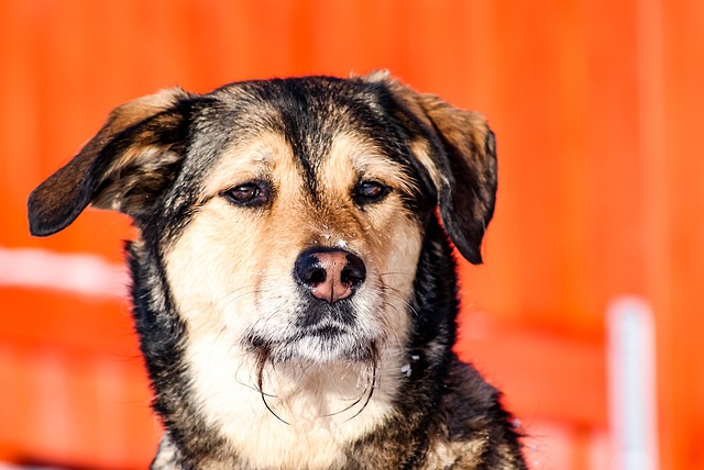 Free Dog Portrait photo and picture