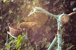 bike, summer, ivy