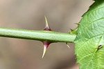 thorns, rose, sting