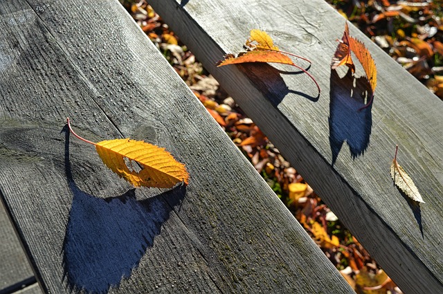 Free Autumn Nature photo and picture