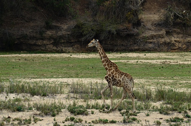 Jirafa, África, Safari, Animal