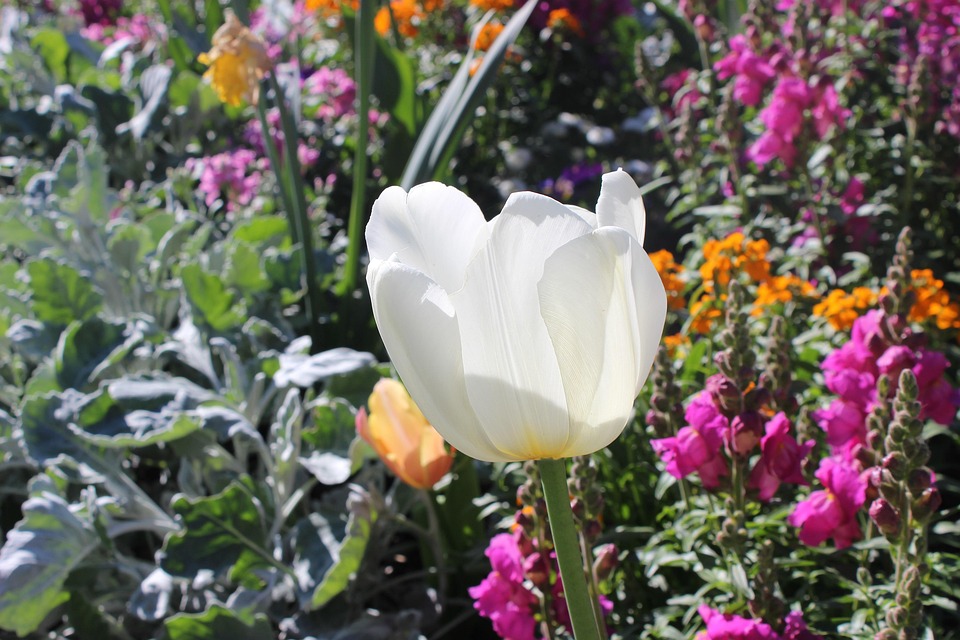 planta flor jardin des