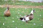brown ducks, perching, bird