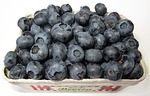 blueberry, black berry, vaccinium corymbosum