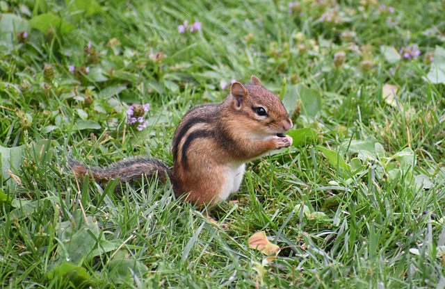 Free Chipmunk Animal photo and picture