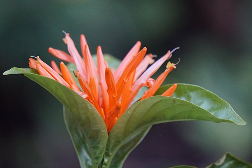 Free Flower Flower Wallpaper photo and picture