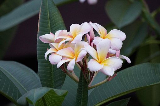 Free Flower Bloom photo and picture