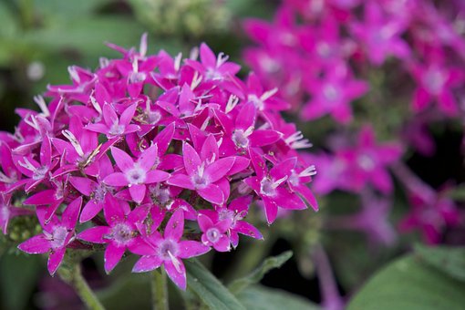 Free Pink Flower photo and picture