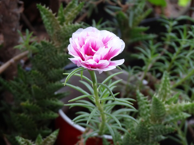 Free Flower Yard photo and picture