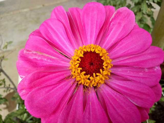 Free Flowers Summer Day photo and picture