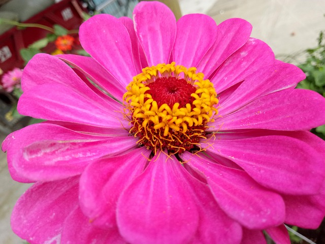 Free Flowers Summer Day photo and picture