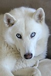 husky mix, husky, dog
