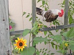 bantam, rooster, chickens
