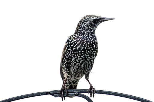 Free Isolated Bird photo and picture