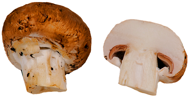 Free Isolated Mushroom photo and picture