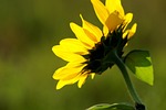 sun flower, rear view, nature
