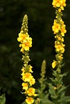 plant, herb, mullein