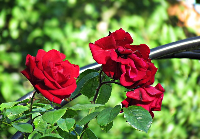 Free Flowers Roses photo and picture