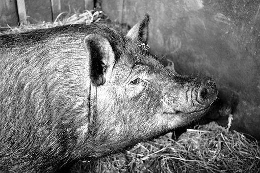 Free Pig Pet photo and picture