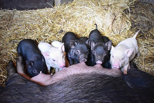 Free Piglets Feeding photo and picture