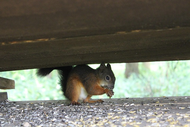 Free Squirrel Wolf Down photo and picture