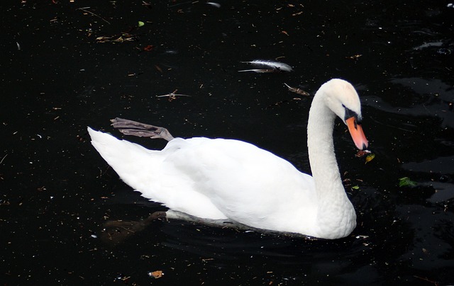 Free Swan Bird photo and picture